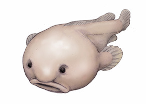 Psychrolutes, Hello, sensory Neuron, blobfish, ikan, memes, deep Sea Fish,  deep Sea Creature, deep Sea, species