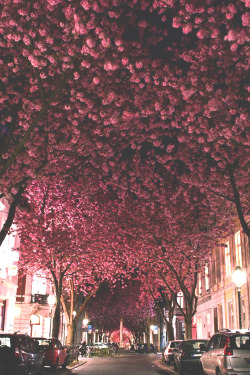 infamousgod:   Cherry Blossom Avenue by Marcel