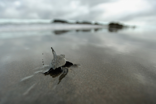 nubbsgalore:photos by solvin zanki of a nascent loggerhead sea turtle on turkey’s iztuzu 