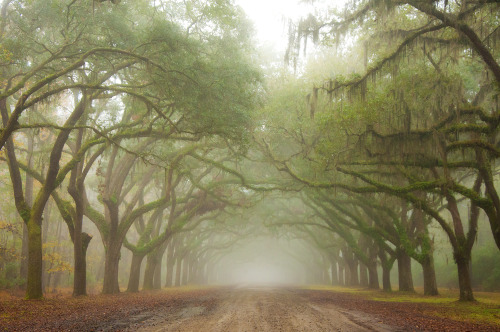 Oak Avenue Shrouded in Fog Wormsloe Historic SiteSavannah, Georgia