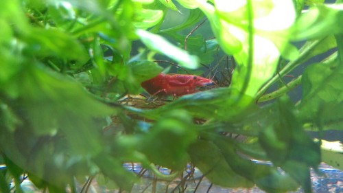 itsdetachable:So I found a shrimp moult in Azathoth’s tank, and sure enough one female was berries. 