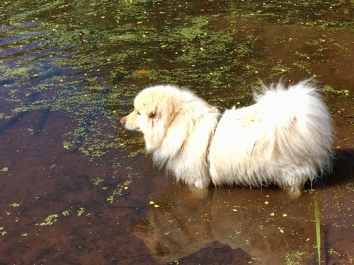 floof is fond of pond