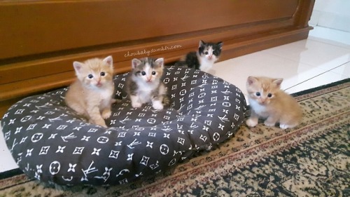 choubaby:  My kittens when they were still 4 weeks old. This photo was taken a week ago. 😽💕