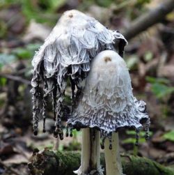 ronbeckdesigns:  Shaggy Maned Mushrooms aka