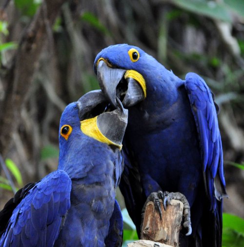 Hyacinth macaw (Anodorhynchus hyacinthinus)