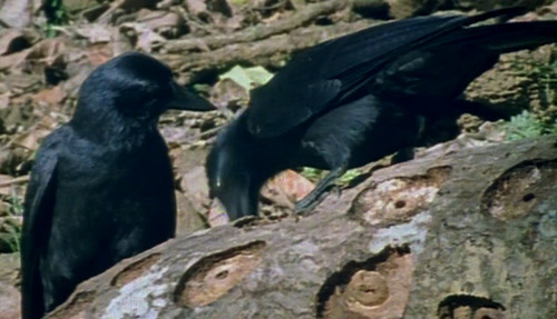 flightlynx:  ALRIGHT LISTEN UP TUMBLR  SEE THIS BIRD HERE? this bird is a new caledonian