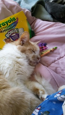 Missharpersworld:  Lil-Princess-Rigby:  Shes Sleeping On My Crayons :3 Silly Kitty