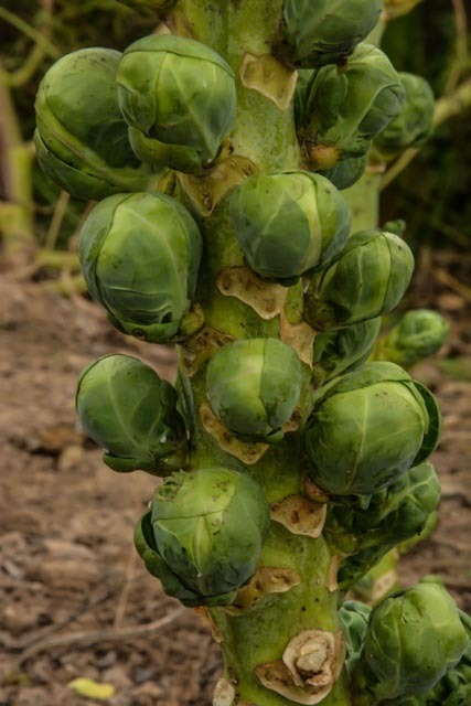 #BrUsSeLs SpRoUtS