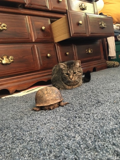 So my boyfriend has a pet turtle her name is Mrs. T and she’s around 20 years old and my cat j