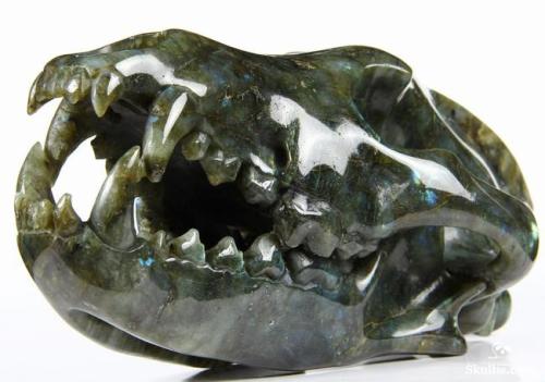 elegantwolves: Labradorite Wolf Skull