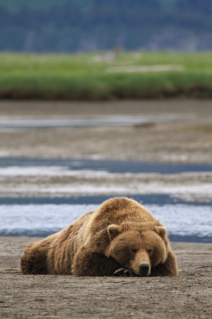 wild-earth:  Photo by toryjk  Chillin&rsquo;