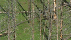 sizvideos:  Grizzly Mother Bear Chases Down Elk - From Siz app (iOS / Android)Video