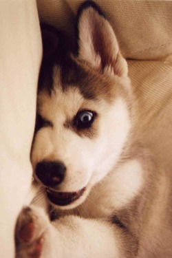 wolverxne:  Siberian Husky Puppy | by: { Eli