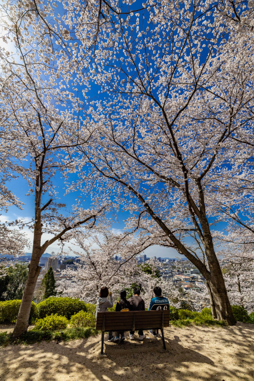 お花見日和