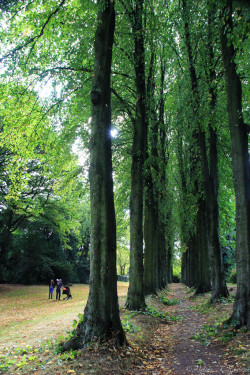 wanderthewood:  Lime tree alley at Wentworth