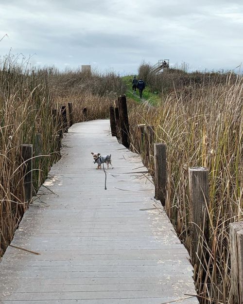 Pepe on his wetlands walk. #wetlands  https://www.instagram.com/p/CYVyZ6nL_Es5jH8XUrM7lIBfbXL5_qoArSS0xs0/?utm_medium=tumblr
