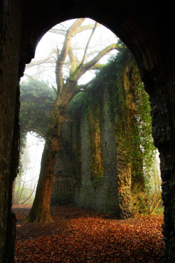 sandra1219:   	Creepy gothic church ruin by Josh  Austin    	Via Flickr: 	Church ruin in Norfolk, England, with a tree rising into mist, ivy on the walls, and Autumn leaves on the ground. Local myth has it that the nun who lived here was a witch with