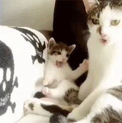 sizvideos:  Super cute kitten copies her mom Video