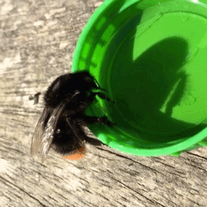thebeeblogger:  grumpybud:psa: if you see a bee all tuckered out, bring it some sugar mixed with water in a bottlecap and help it to feed like me & my pal did 🐝✨   love the bottle cap idea!