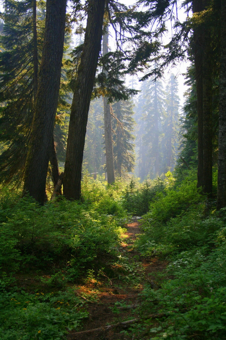 radivs:  Forests of Seattle by Isabel Lerbs 