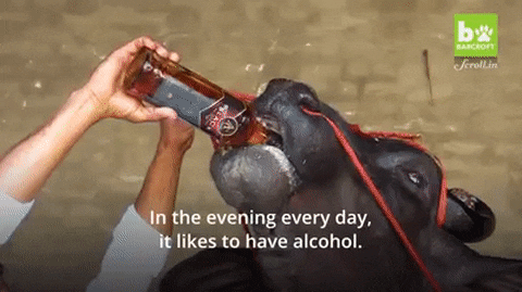 This bull is my spirit animal. porn pictures