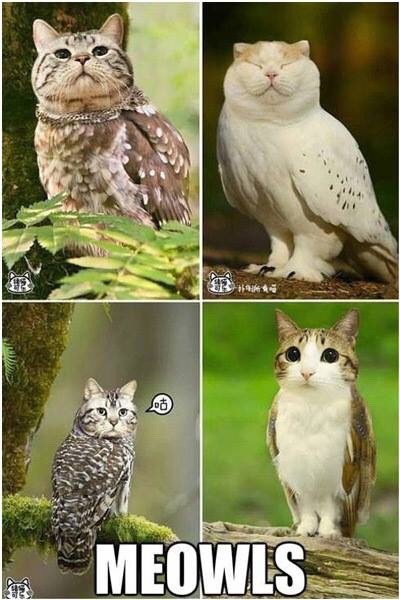 sweet-nothingg-x:  Meowls    runonsentencesaboutemotions and beegoould this seems right up your alle