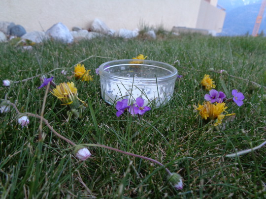 🌻 fae offerings for beltane 🌻