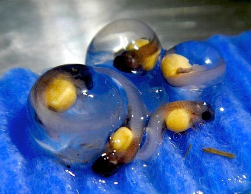 allcreatures:For the first time ever, Archey’s Frogs have been successfully bred in captivity. Aukland Zoo is the only f