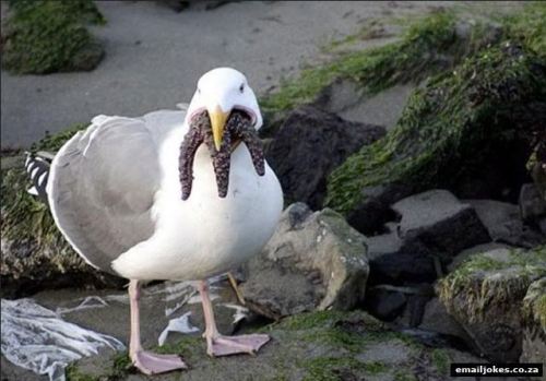 coelasquid:Here are some pictures of seagulls eating starfish for you to enjoy.