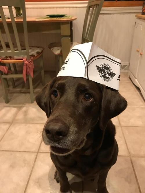 awwcutepets:  From shelter dog to employee of the month