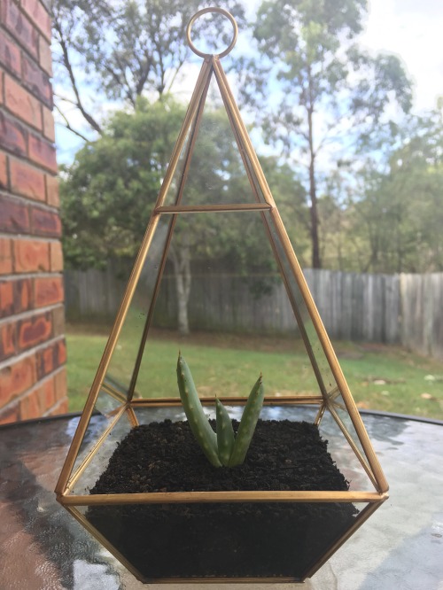 @doubledealer93 These are the terrariums I&rsquo;ve made so far. They now have beautiful small a