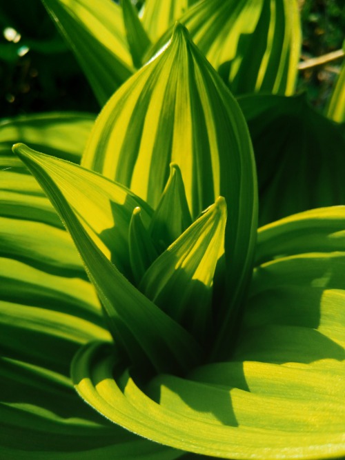 - ( Veratrum Nigrum).