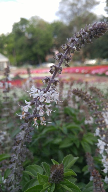 Ocimum basilicum var. thyrsiflora is in the mint family Lamiaceae. Commonly known as Thai basil it i