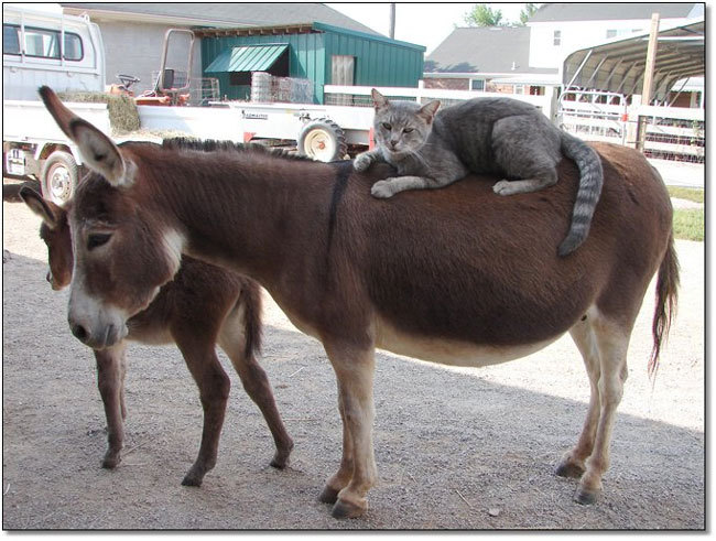 catsbeaversandducks:  &ldquo;I should buy a car.&rdquo; Photos found on Pinterest