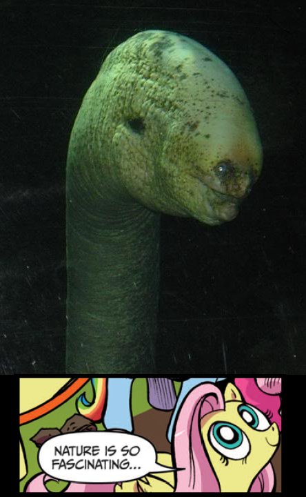 EpicBroniesTime