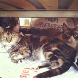 quillery:  Kitties enjoying the shade under