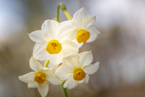flowering narcissus © Nikolay Tatarchuk 