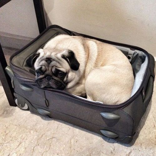 brookbooh:I love pugsMiniature Mastiff