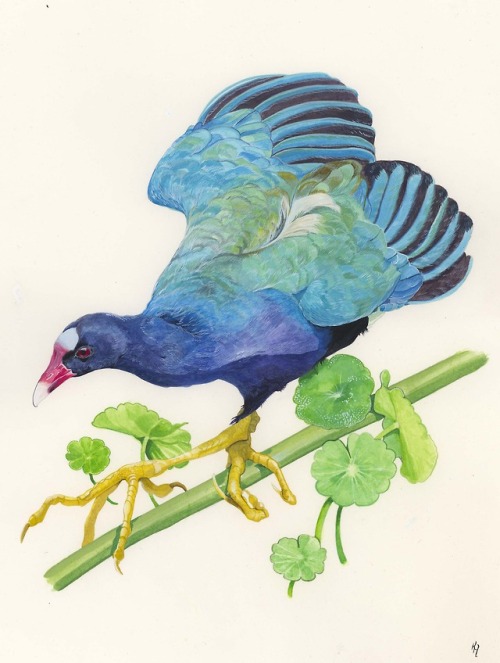 Purple Gallinule16'’x12′’ acrylic, gouache, and watercolor on paper. Finally, finally this one is fi