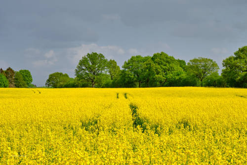 1) The rape blossom is coming to an end. Here are two quick series of pictures before it is over