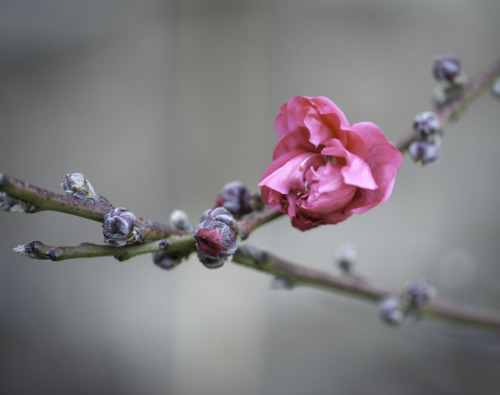 pink and lavendar