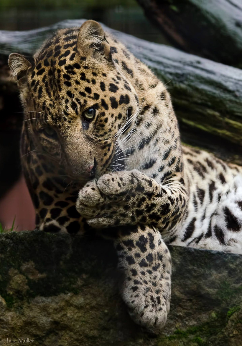 land-of-the-animals:  Panthera Pardus by Julie Muller. 