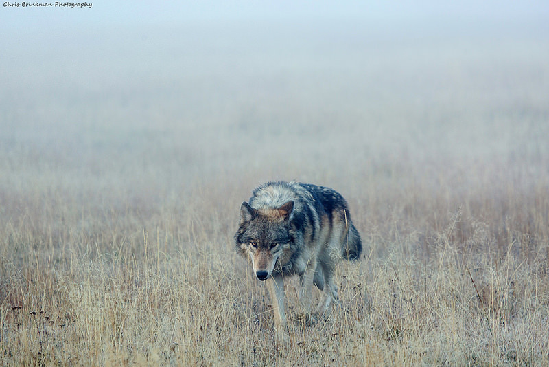 lonestray:  By Chrisdx3/Flickr