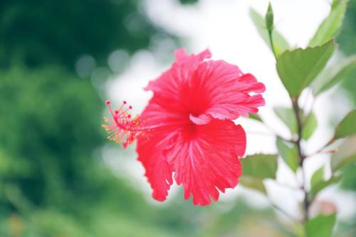 温室で。 CANON EOS 5D Mark III EF24-70L IS U #Canon#滋賀#花 #写真撮ってる人と繋がりたい#写真好きな人と繋がりたい #女子カメラ #カメラ女子 #flow