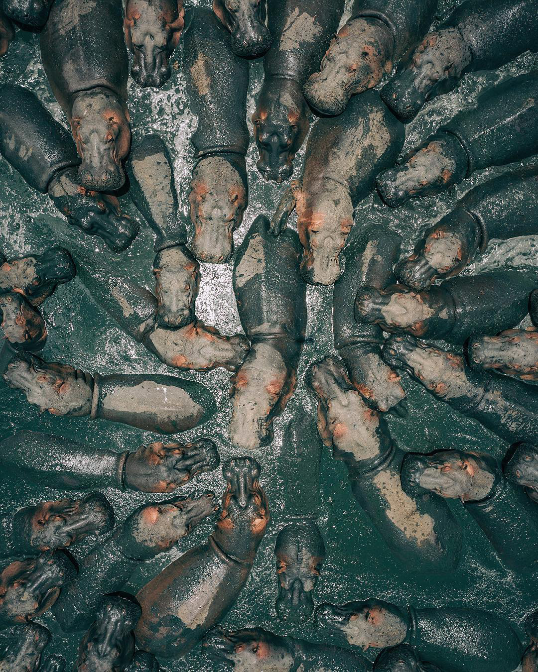 Check out this incredible image we found on From Where I Drone, in which a bloat of hippopotamuses take a mud bath in Serengeti National Park, northern Tanzania. A 2001 census found that roughly 20,000 hippos were living in Tanzania, and a new census...