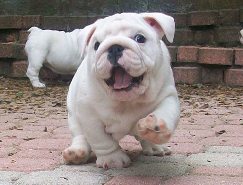 thecutestofthecute:The world needs more English Bulldog cuteness.