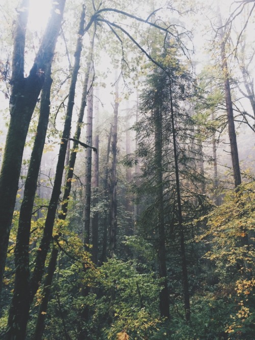 spudthesoundguy:Fog in Forest park Portland, OR November 02 2014 InstagramTwitter