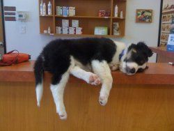 awwww-cute:  Our puppy Beowulf got tired of waiting at the vet and fell asleep on the counter 