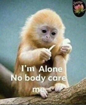 wormdad:  cocktorture:  weirdgender: cocktorture:  Where is the I’m alone nobody care me monkey    i’m so fucking sad right now. why is he still alone doesnt anyone fucking care him  