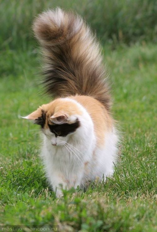 kittehkats:Tail Floofs, We Got ‘Em!Kitties with super fluffy tails.gif from the fluffiest tail you’v